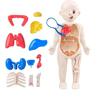 Анатомическая модель человека, съемная игрушка-орган, съемные инструменты для изучения анатомии и физиологии, анатомическая модель человека для детей, мальчиков и девочек